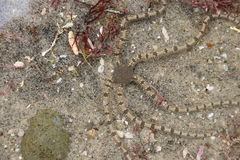 Ophionereis annulata