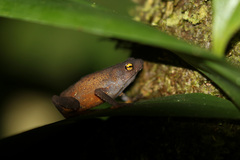 Frostius pernambucensis