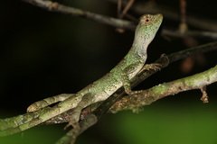 Enyalius catenatus