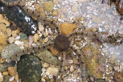 Ophionereis annulata