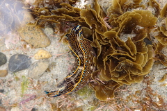 Navanax inermis