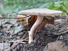 Amanita farinosa