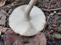 Amanita farinosa
