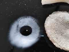Amanita farinosa
