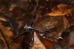 Platystictidae