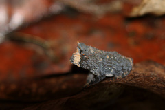 Proceratophrys renalis