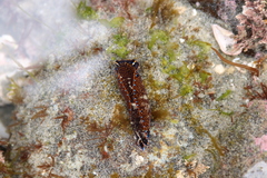 Navanax inermis
