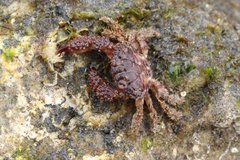 Paraxanthias taylori