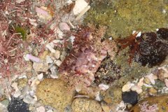 Paraxanthias taylori