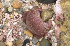 Cycloxanthops novemdentatus