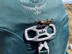 Callisphyris leptopus