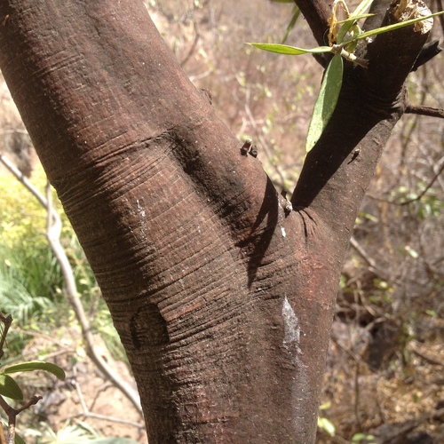 cudjoewood