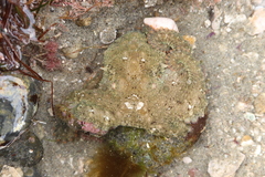 Octopus bimaculoides