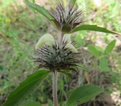 Monarda clinopodioides