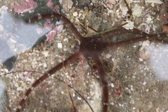 Ophioderma panamense