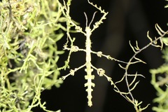 Trychopeplus laciniatus