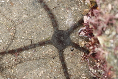 Ophioderma panamense