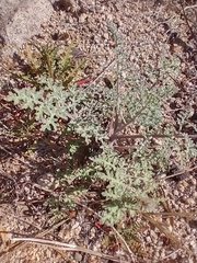 Ehrendorferia chrysantha
