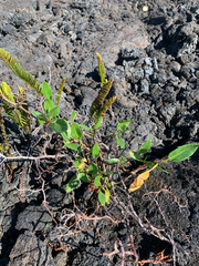Rumex skottsbergii