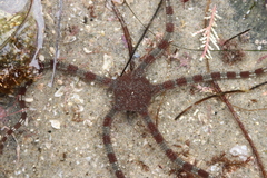 Ophioderma panamense