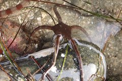 Ophioderma panamense