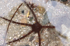 Ophioderma panamense