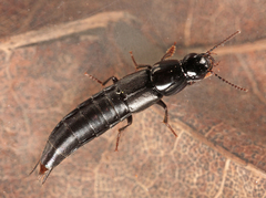 Quedius fuliginosus