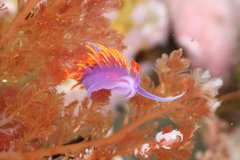 Flabellinopsis iodinea