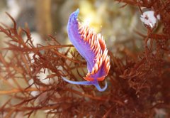 Flabellinopsis iodinea