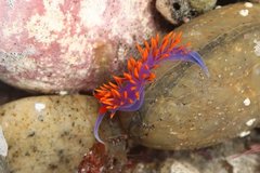 Flabellinopsis iodinea