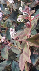 Persicaria capitata
