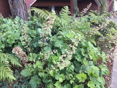 Heuchera maxima