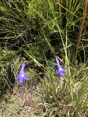 Lobelia preslii