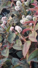 Persicaria capitata
