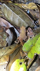 Rhinella hoogmoedi