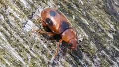 Coccidula scutellata