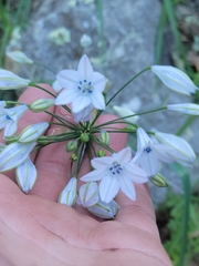 Triteleia clementina