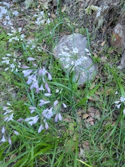 Triteleia clementina