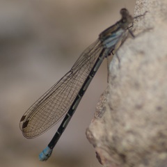 Argia sabino