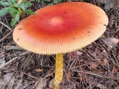 Amanita caesareoides