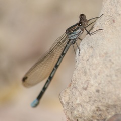Argia sabino