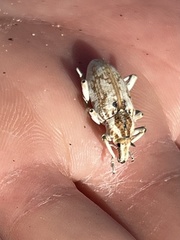 Apleurus albovestitus