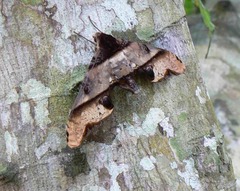 Amplypterus panopus