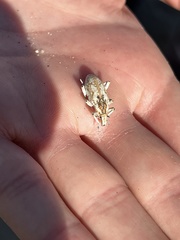 Apleurus albovestitus