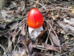 Amanita caesareoides