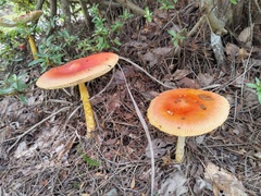 Amanita caesareoides