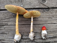 Amanita caesareoides