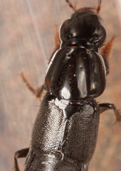 Quedius fuliginosus
