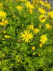Senecio lyonii