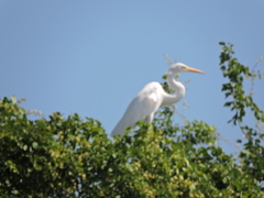 Ardea alba